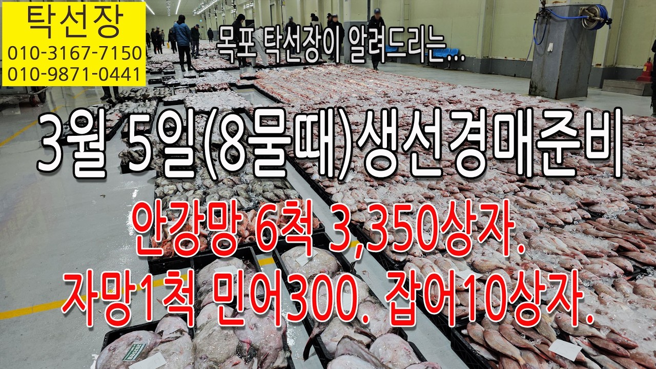3월 5일(8물) 참돔, 농어, 민어, 아귀, 가자미, 병어, 쫄복어, 잡어, 생선 경매 준비합니다 