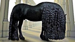 15 Most Beautiful Horses on Planet Earth