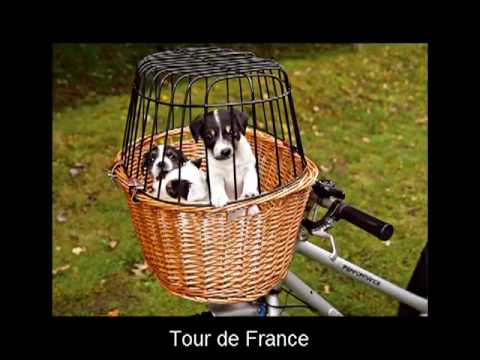 Panier pour chien, bien choisir le panier pour son chien Panier pour chien, bien choisir le panier pour son chien