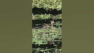 Lesser whistling duck birds #birds #nature #shorts