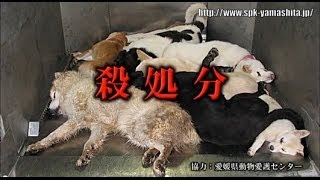 【閲覧注意】 殺処分の現実 －完全版－