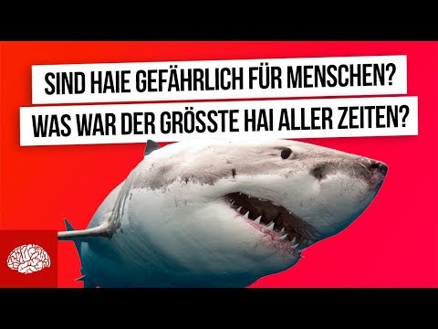 Video: 35 überraschende Fakten über Haie - Matador Network