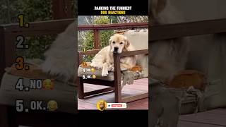 Ranking the Funniest Dog Reactions😅 #trynottolaugh #funny