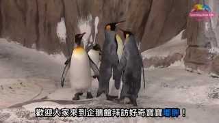 Download lagu 國王企鵝嘟胖換上新裝 比比看跟爸媽有啥不同 Du Pang The King Penguin Growing Up English Subtitles Available 國王企鵝嘟胖換上新裝 比比看跟爸媽有啥不同 Du Pang The King Penguin Growing Up English Subtitles Available