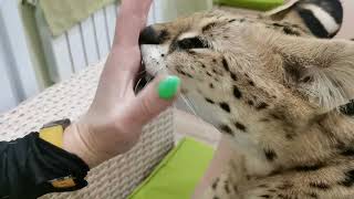 Serval's childhood habit