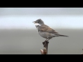 Whitethroat And Song