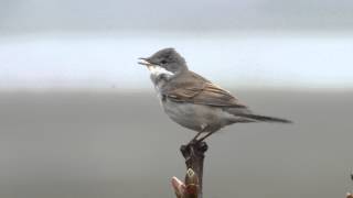 Whitethroat And Song