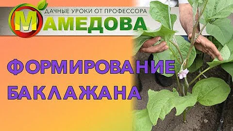Формирование растений баклажана.
