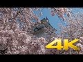 Odawara Castle and Cherry Blossoms - Kanagawa - 小田原城 - 4K Ultra HD