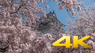 Odawara Castle and Cherry Blossoms - Kanagawa - 小田原城 - 4K Ultra HD