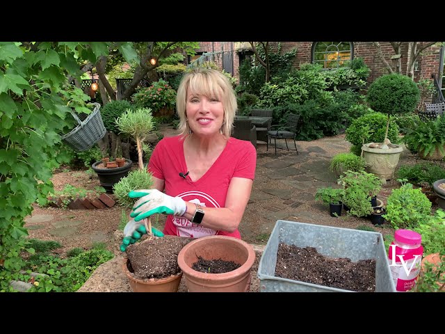At the Potting Bench { YouTubeGardenDaily } Repotting Topiary and Herbs