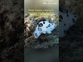 Rare marine creatures spotted off Wuzhizhou Island in Hainan