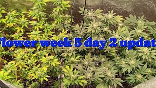 Beginner grow guide beginner Journey week 5 of flower