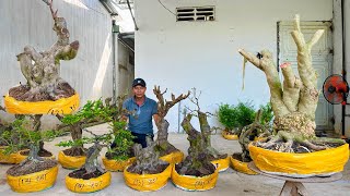 Mạnh Bonsai 45 Chào Bán Khế Gân Linh Sam Kim Giòn Lài Kim Quýt