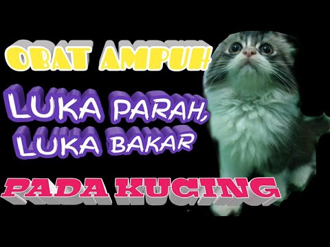 Video: Luka Bakar Dan Luka Bakar Di Kucing