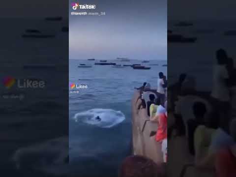 جميع الحقوق محفوظه