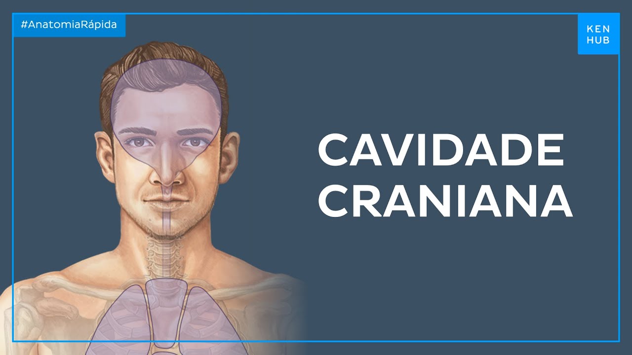 Cavidades do corpo: Cavidade craniana - Anatomia Fácil | Kenhub