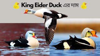 King Eider duck এর দাম কত King eider duck price in Bangladesh-Mandarine, call duck, swan duck price