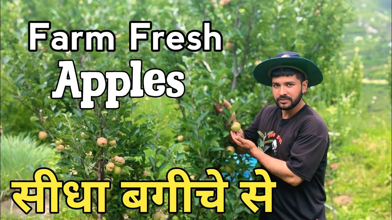 Farm Fresh Apples 🍎 Straight from Himachal Garden | Apple Orchard & Village Life Vlog