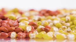 Lumidapt™ at a Glance