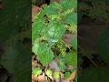 Laportea aestuans plant atau Jelatang si daun gatal #jelatang #laportea #laporteaaestuans #daungatal