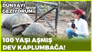 100 Yaşi Aşmiş Dev Kaplumbağa