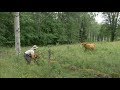 Cow Comes Charging At Me - Caught Her Calf