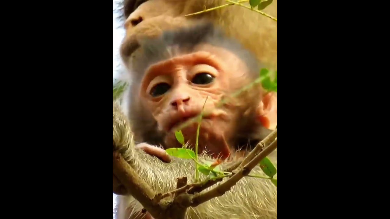 So adorable baby monkey moments 