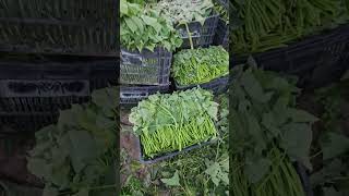 Corte da rama para o plantio