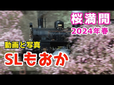 真岡鐵道SLもおか号2024年春4月13日2024年 蒸気機関車C12 66＋50系客車