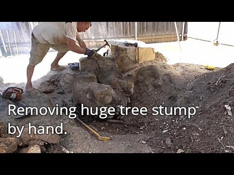 Removing huge tree stump by hand (part 1) - YouTube