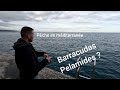 Reprise sortie pche aux barracudas et pelamides  pche mditerrane cotedazur