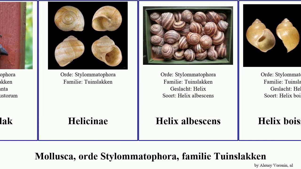 Mollusca, orde Stylommatophora, familie Tuinslakken faustina Helix Codringtonia First Helicinae