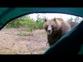 Bear attacked me in my tent