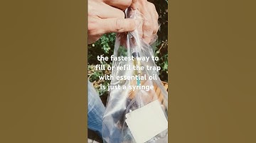 how to make a swarm trap, elegant simplicity works! #bees #swarm trap #free bees #beekeeping