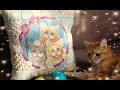 Раритетный Dimensions Sunset "Patchwork Kittens". ОТ обзора ДО готовой!!! Гобелен