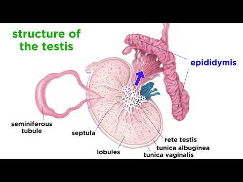 The Human Reproductive System