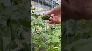 Greenhause cucumber         #cucumber #огурцы #сад #огород #рассада #tomato #vegetables