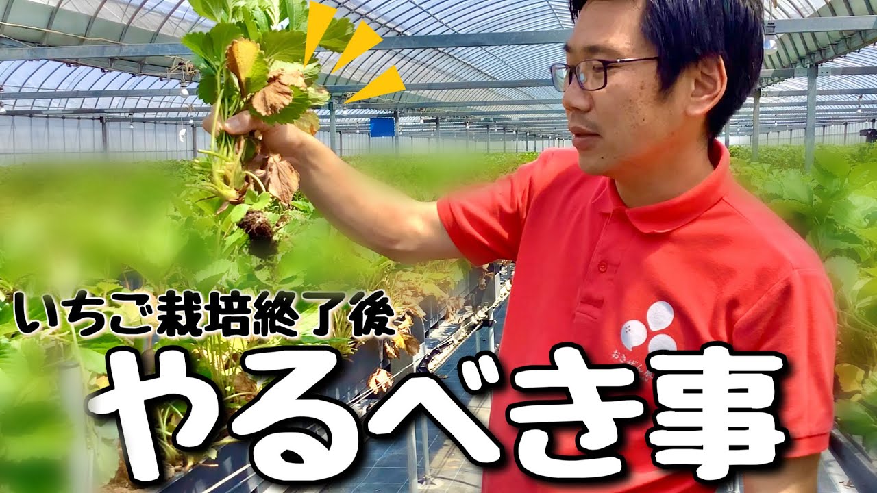 いちごは収穫後の手入れを行わない 後作におすすめの作物や畑の管理のやり方も紹介 収穫後は赤くなる 甘くなる ある日のベリーファーム