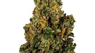 Strain Review: Warheads