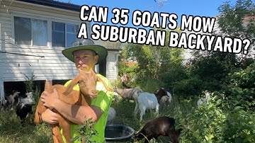 35 Goats VS Backyard that hasn