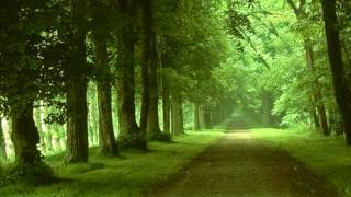 Forest Road Walking steps- MEDITATION SOUND