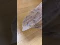 イスを組み立てようとしたら…【Tiktok】