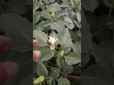 مصدر غني بحبوب اللقاح للنحل قبل الغروب
