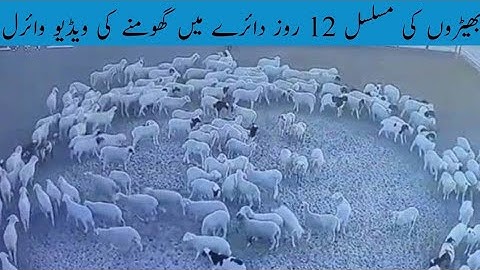 The video of sheep walking in a circle for 12 days | viral video | interesting an Strange