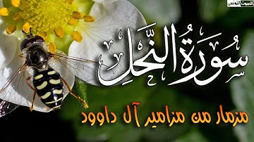 صدقاً ! صوته يهدئ الاعصاب ؟! مزمار من مزامير آل داوود ! 💚 سورة النحل كاملة القارئ سعدون حمادى