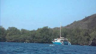 Spinner Dolphins Jumping.AVI