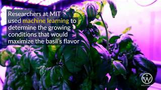MIT have used AI to improve the flavor of basil