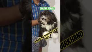 Lhasa apso female puppies in patna | Patna dog market |Dog shop In patna #dog #puppy #shorts