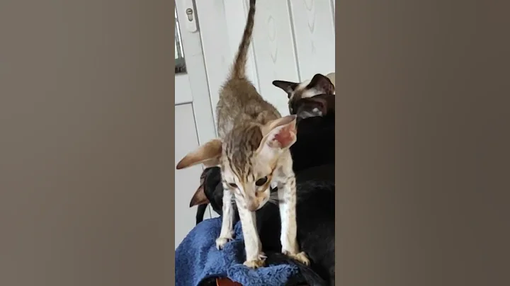 Video 244931: oriental cat talking, meow